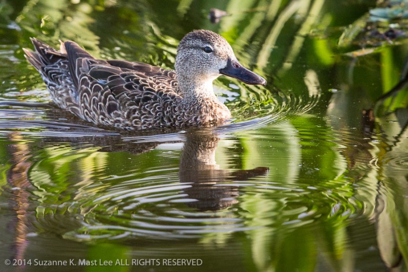 Anas discors, bird, Blue-winged Teal, Delray Beach, duck, female, Florida < United States < North America, nature, Outdoor, South Florida, swimming, Wakodahatchee Wetlands, Water, wildlife