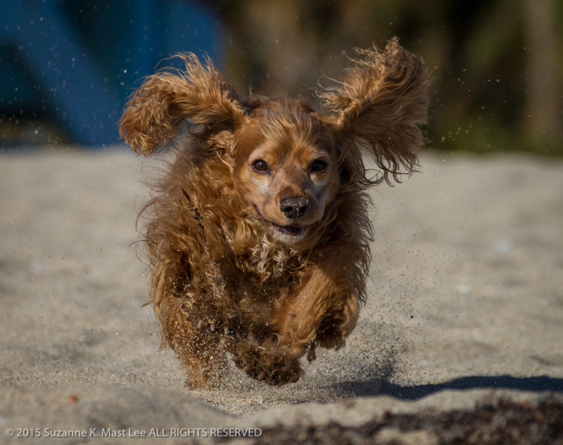beach, canine, cocker spaniel, dog, Florida < United States < North America, Haulover Beach, Miami Beach, Outdoor, pet, play, run, sand, South Florida, WeeGee