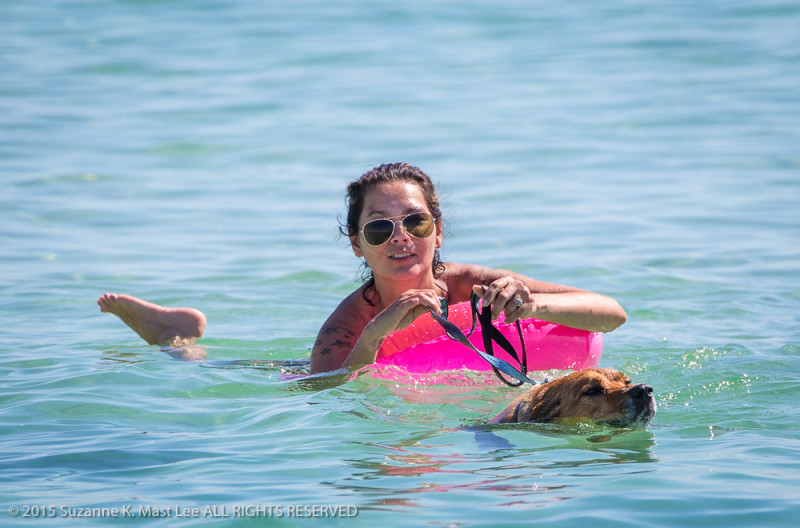 dog, canine, pet, water, ocean, Atlantic Ocean, beach play, swim, 